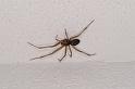 Steatoda_grossa_D3122_Z_76_Loosdrechtse plassen_Nederland